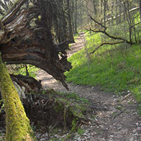 Natur4